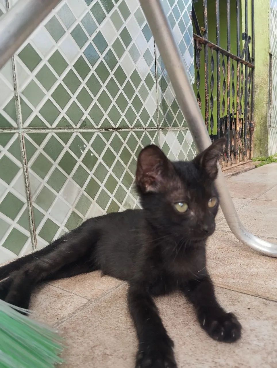 Gato macho doação dócil. - Foto 4
