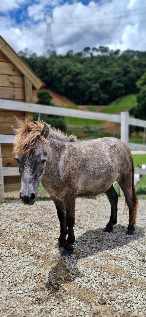 Pônei - Mini horse  - Foto 5