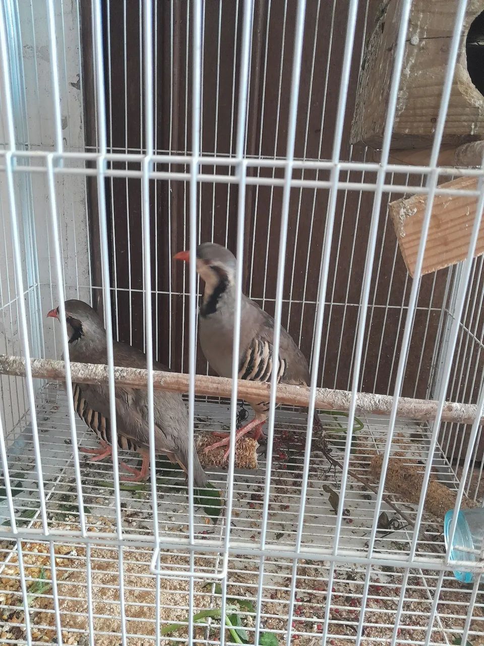 Casal de codorna chucar 