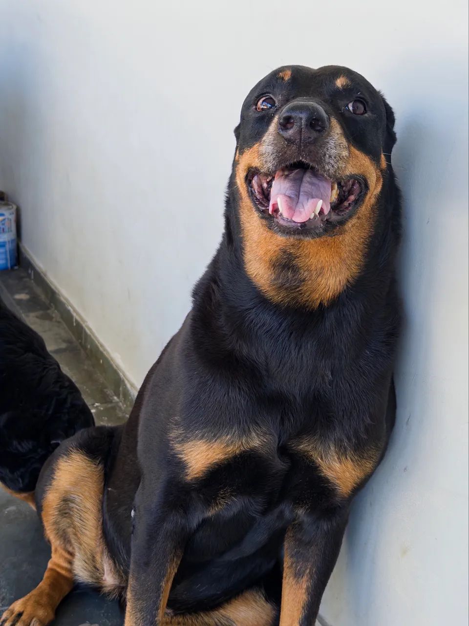 Rottweiler - doação responsável - Foto 2
