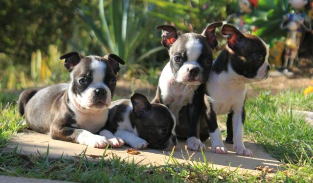 Lindos filhotes de Boston terrier!!!