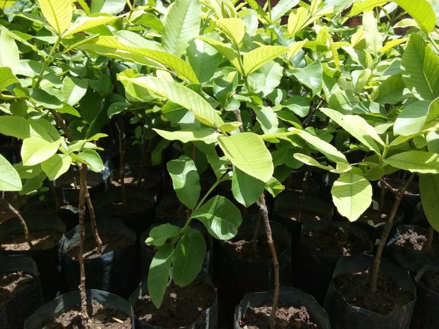 Mudas para Plantios e Pomares - Foto 4