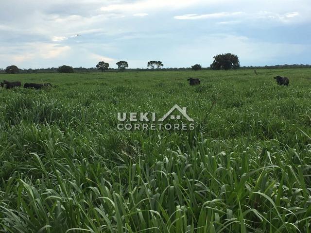 Área rural 47.000 ha - Dupla Aptidão - Foto 4