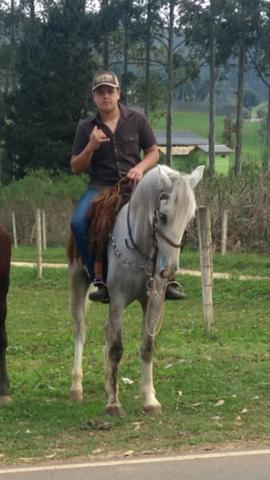 Vendo Tordilho Marchador top - Foto 3