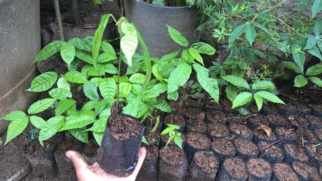 Rambutan vermelho e amarelo e mudas de cacau vermelho e engar de meio metro