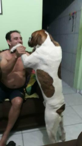 Procuro femea pra cruzar , boxer puro - Foto 5