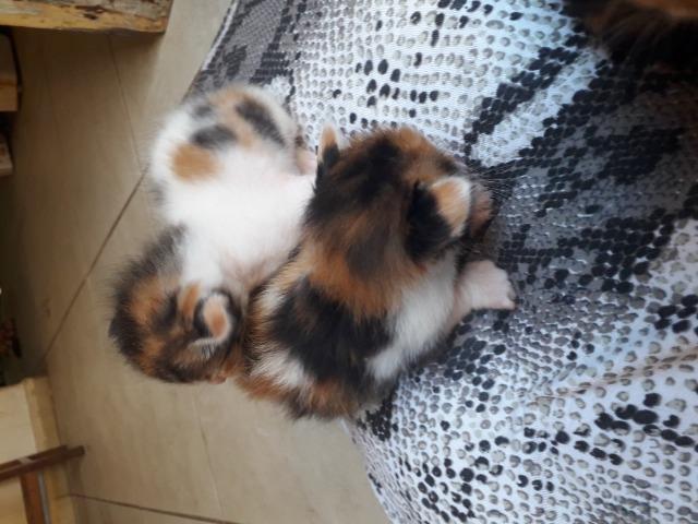 Gatos