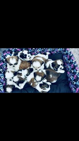 Filhotes shih tzu Promoção - Foto 3