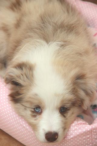 Border collie RED merle Fêmea - Linhagem Francesa - Foto 3