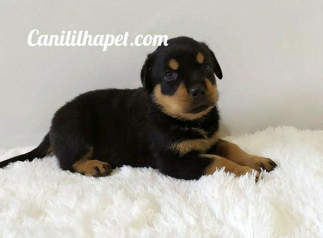Rottweiler - Foto 3