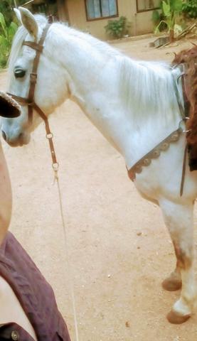 Vendo Tordilho Marchador top