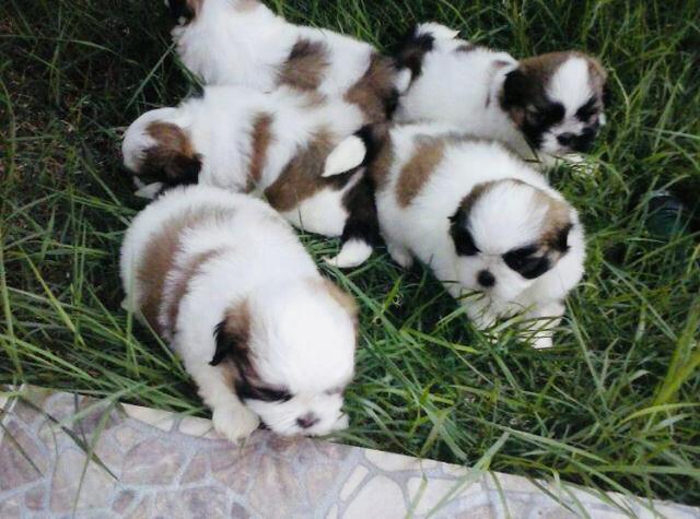 Filhotes shih tzu Promoção - Foto 4
