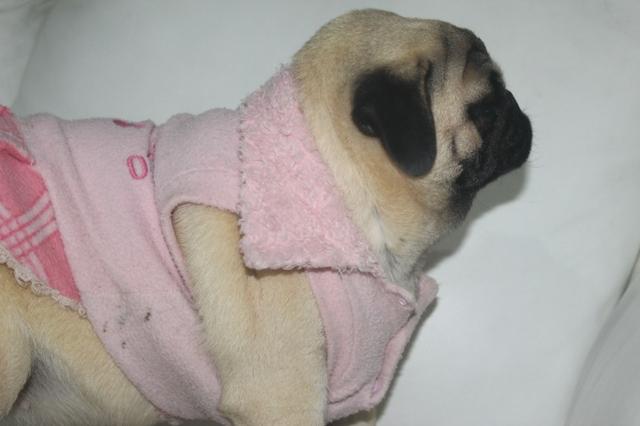 Pug oportunidade unica. qualidade - Foto 2