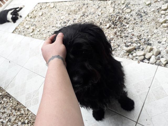 Schnauzer (mistura) gigante para doação - Foto 4