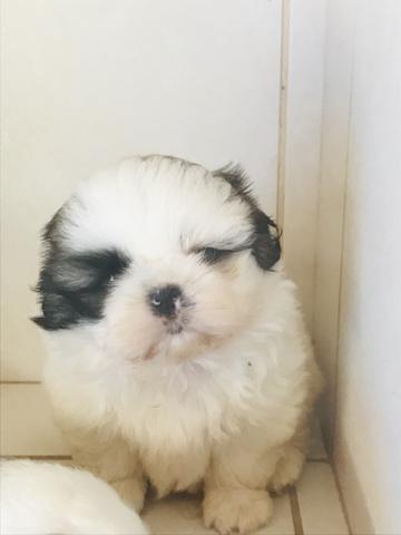 Filhotes shih tzu Promoção