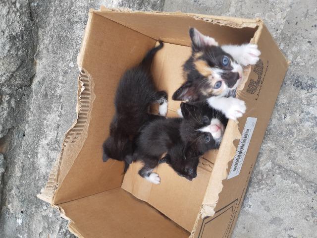 Doação de gatinhos