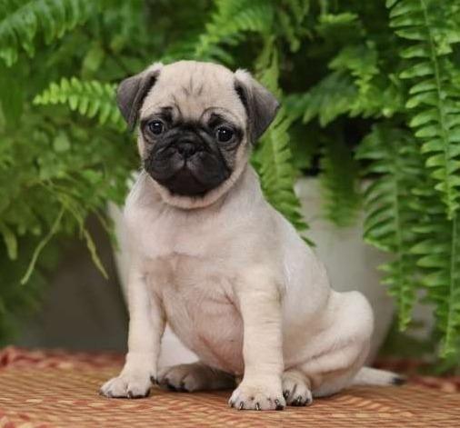 Pugs