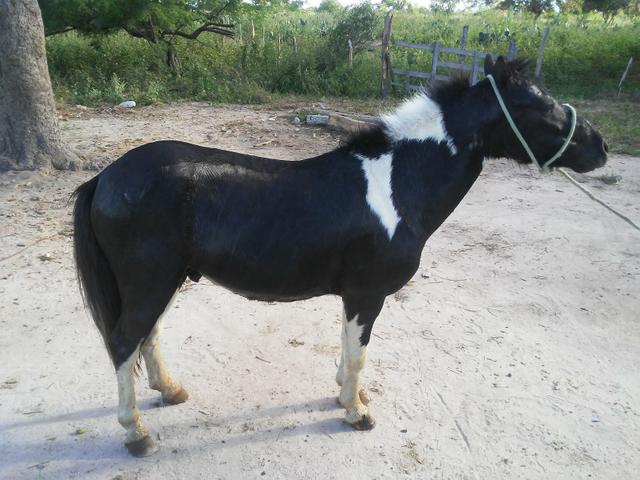 Pônei - Foto 2