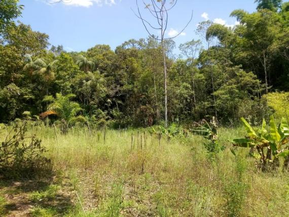 Chácara com 6.500m² - América de Cima - Morretes - Foto 3