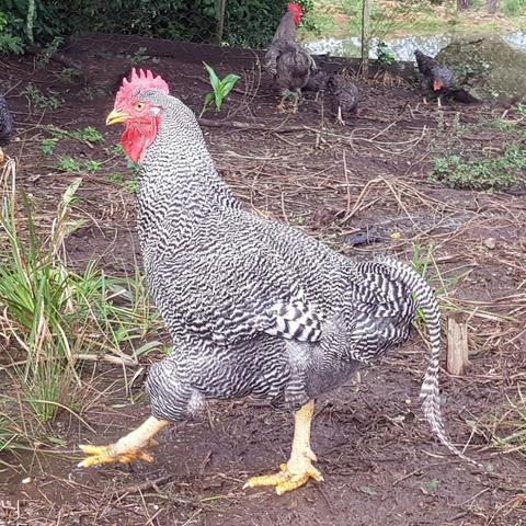 Ovos Galados de Plymouth Rock Barrado Carijó Gigante de raça pura - Foto 6