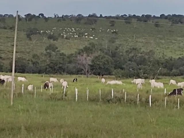 Fazenda de 121 alq em Torixoréu -MT