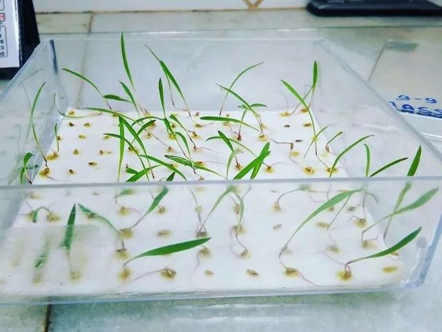 Sementes de pastagem em Geral  - Foto 4