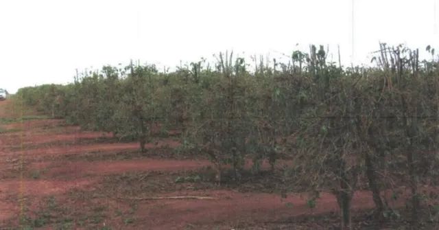 Nomes para fazenda: 210 ideias de nomes de fazendas