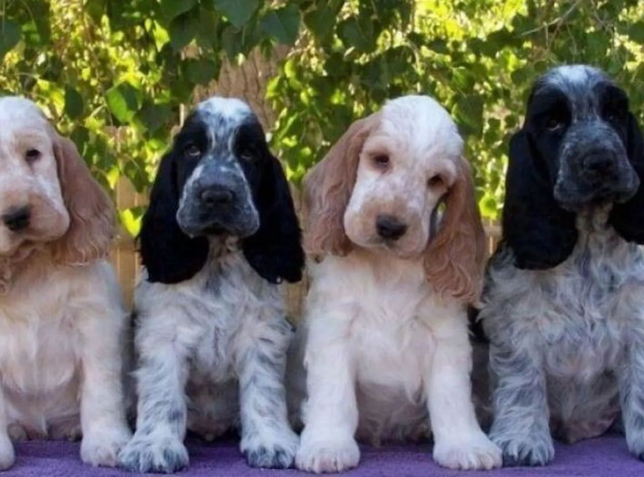 Filhotes de Cocker Spaniel Inglês  - Foto 2