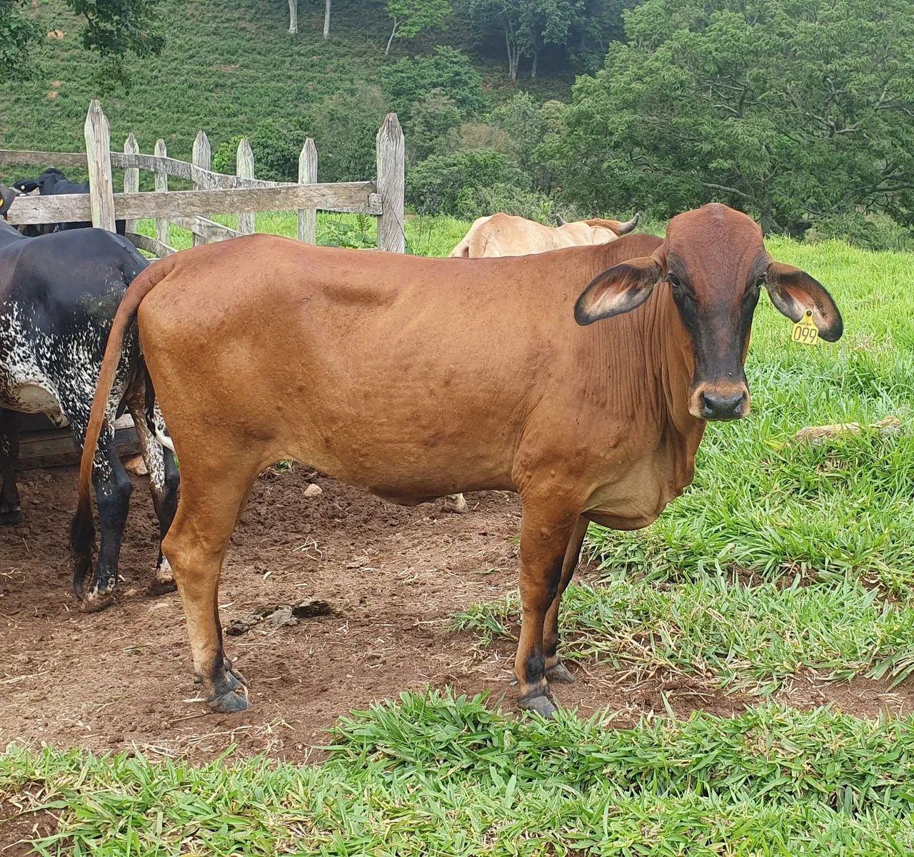 Novilhas 2-1/2 anos - Foto 2