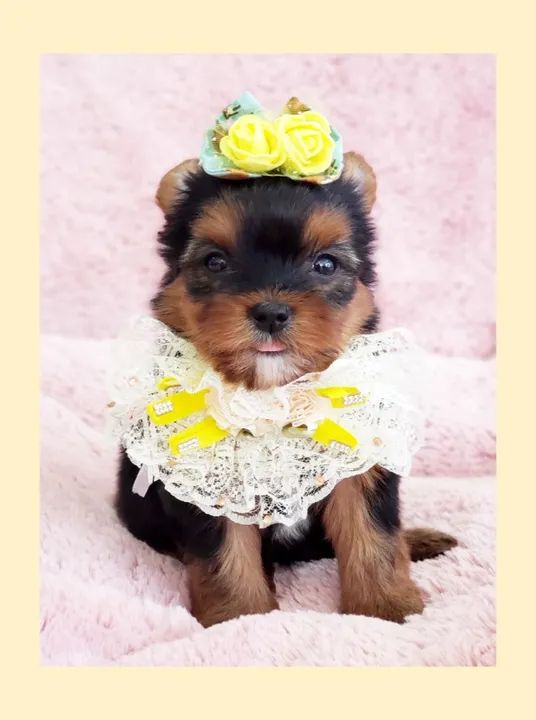 linda filhotinhaa de yorkshire terrier para venda - Foto 3