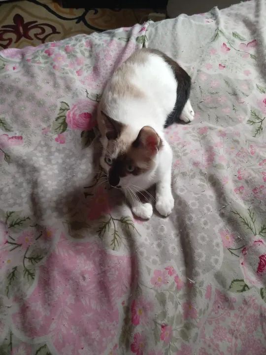 Gato siamês com angora pura raça e macho estou doando - Foto 2