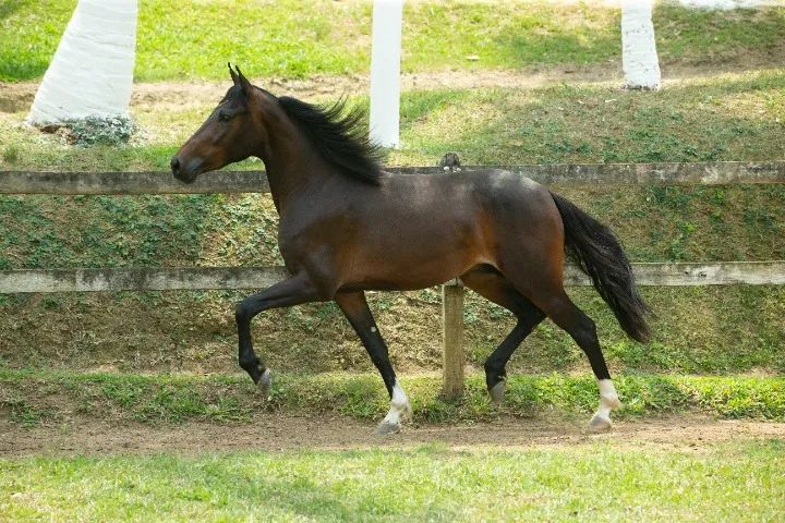 Cavalo Mangalarga Marchador - Foto 4