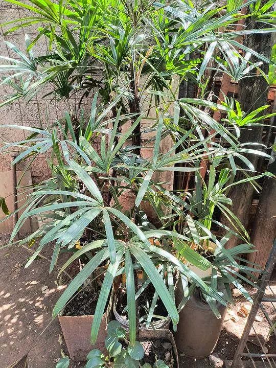 Rhapis excelsa