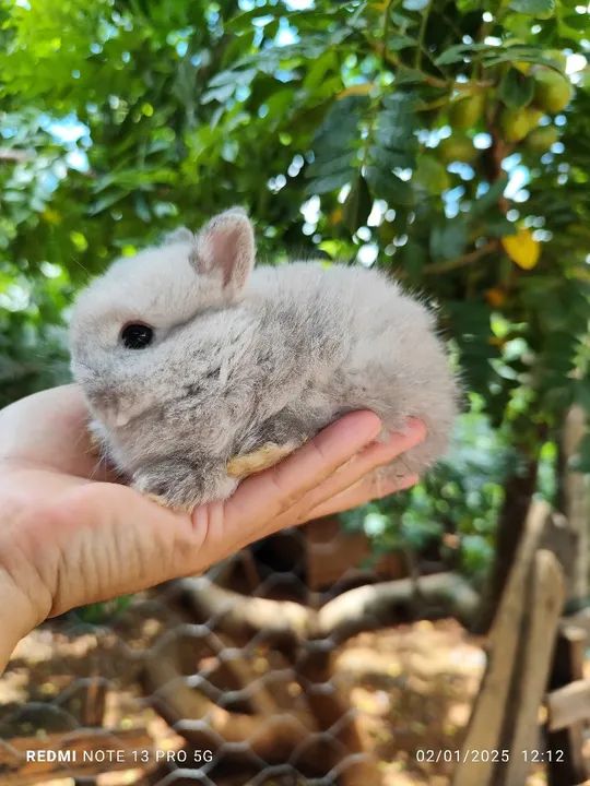 Coelho Netherland  - Foto 6