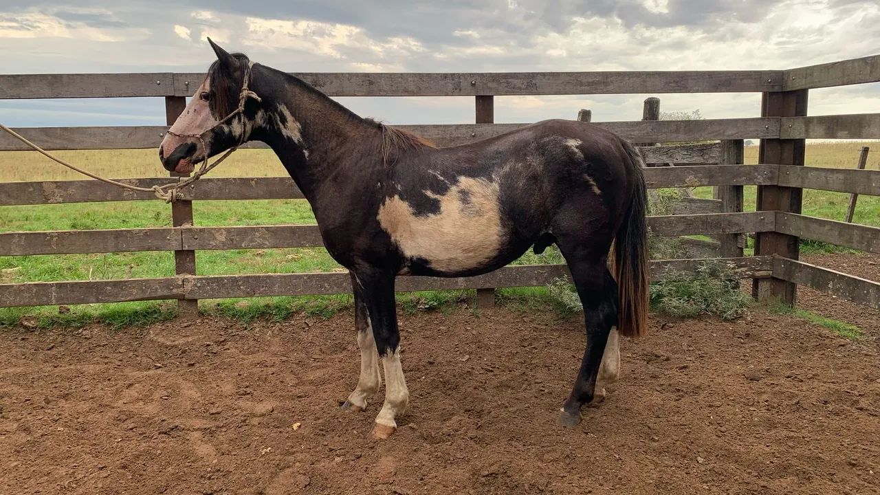 Potros crioulos-varios pelos- oveiro negro - Foto 2