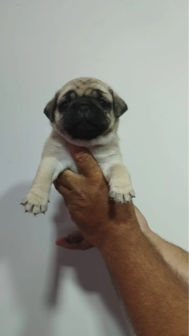 Filhote de pug fêmea