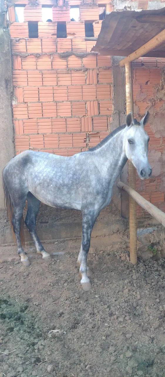 Égua manga larga registrada no provisório  - Foto 3