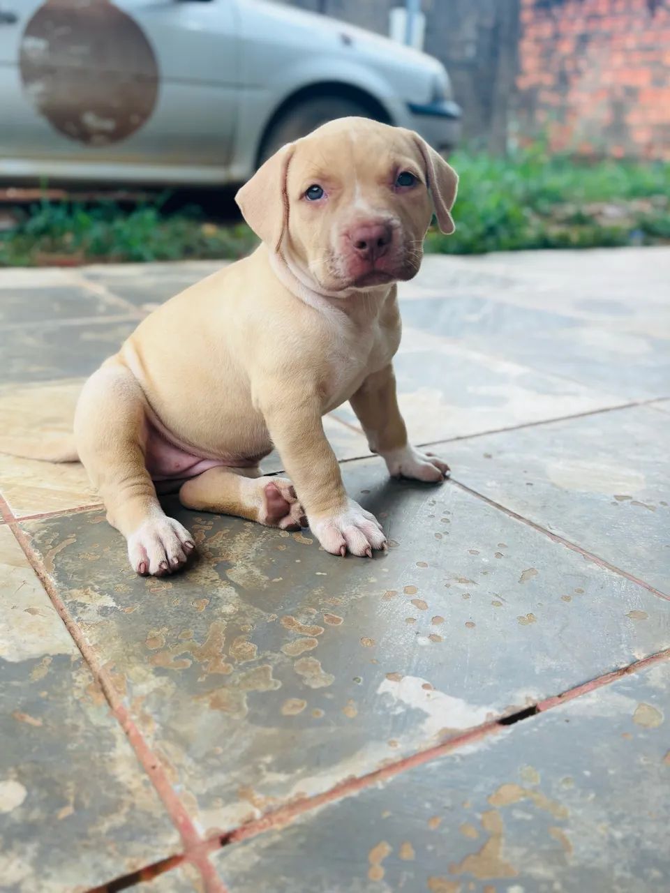 Pit Monster - Foto 3