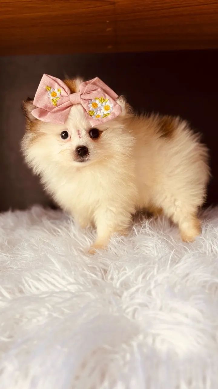 Lindos filhotes de Spitz alemão anao !