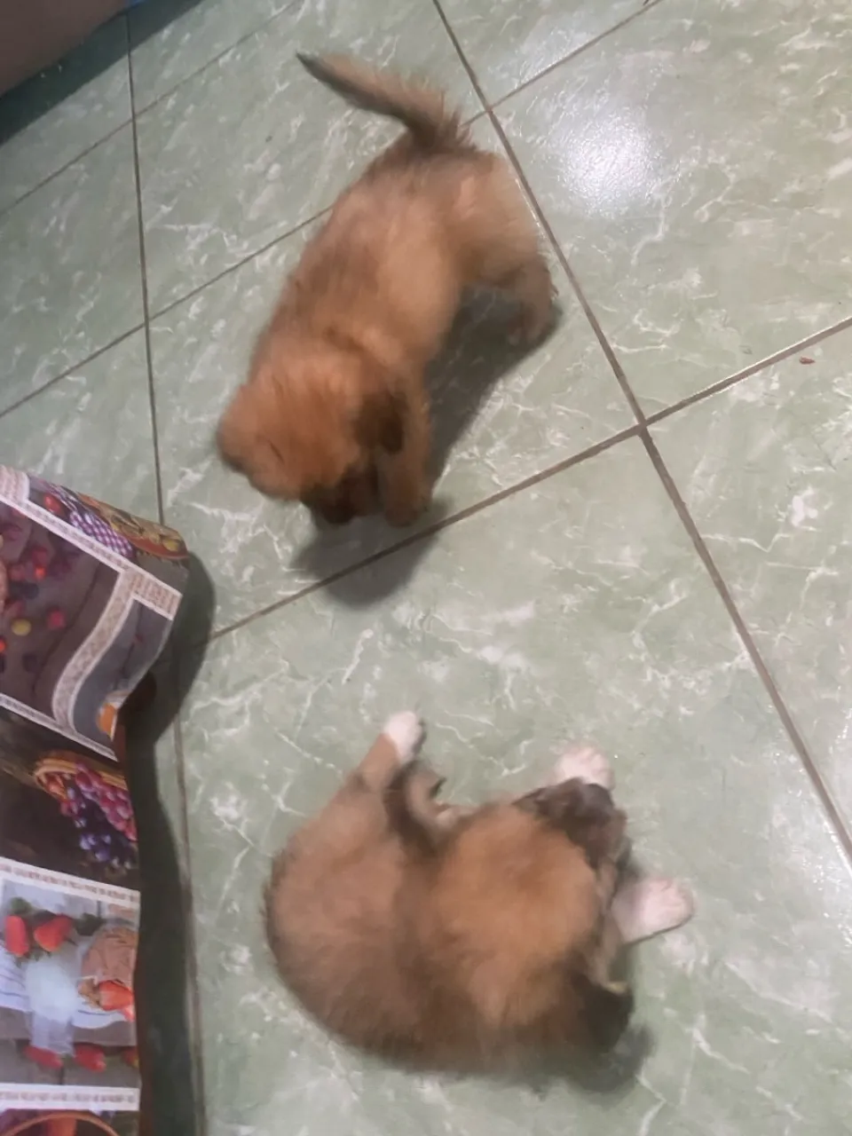 Filhotes de poodle lindos