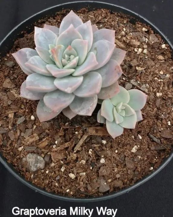 Suculenta Echeveria Hakuhou + Brinde - Foto 5