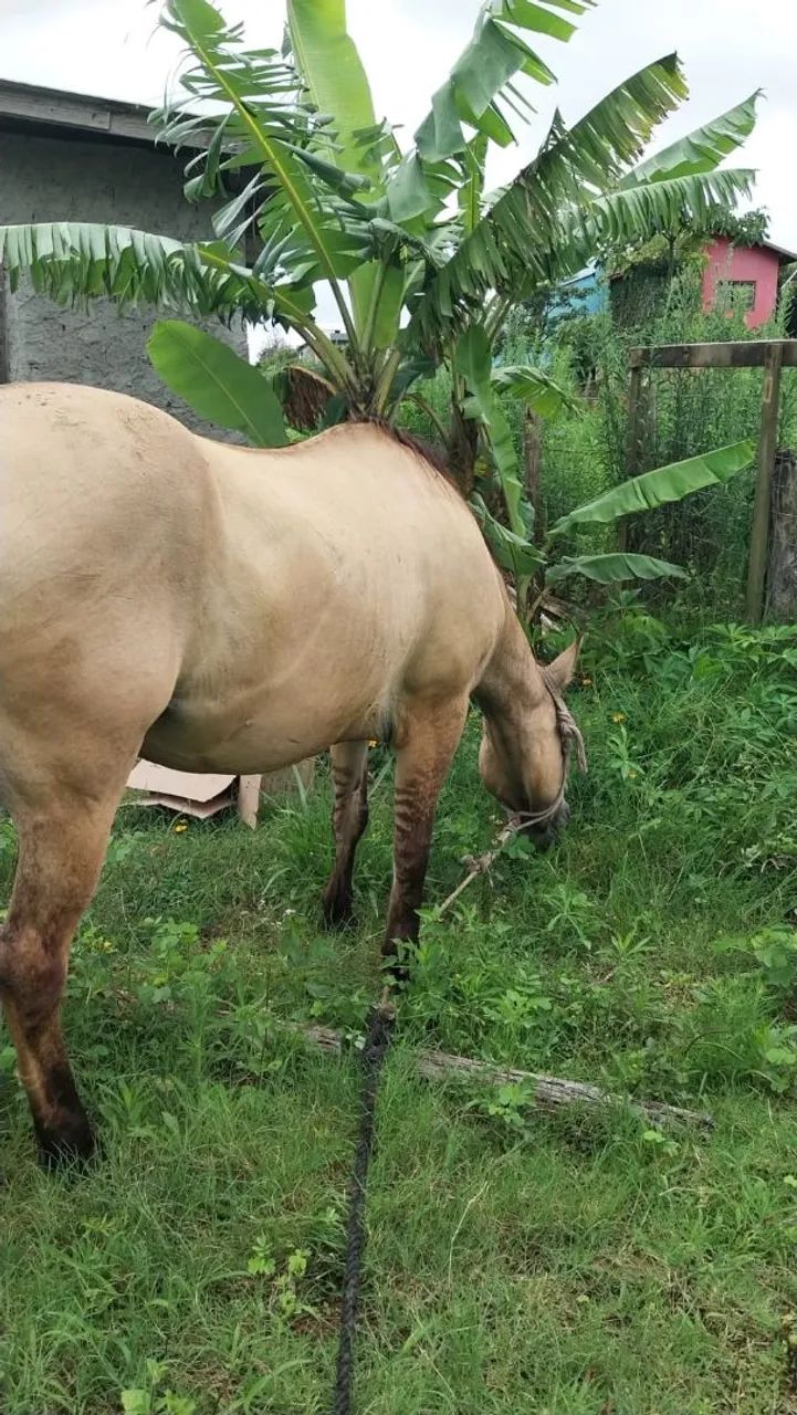 Égua Crioula Baia Gateada - Mansa p/ Crianças, Lida e Laço Comprido  - Foto 2