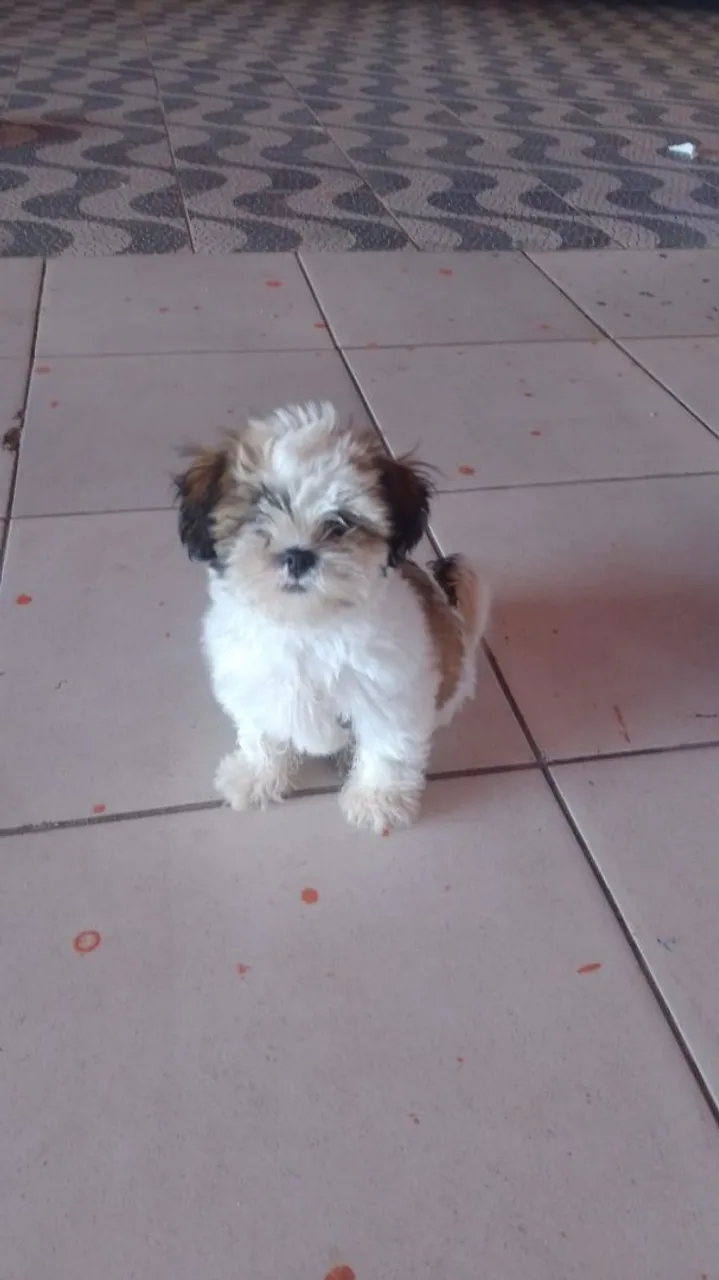 Filhote Shih Tzu para venda! Preço negociável.