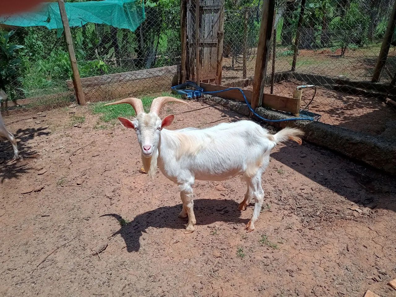 Bode Saanen para venda - Foto 5