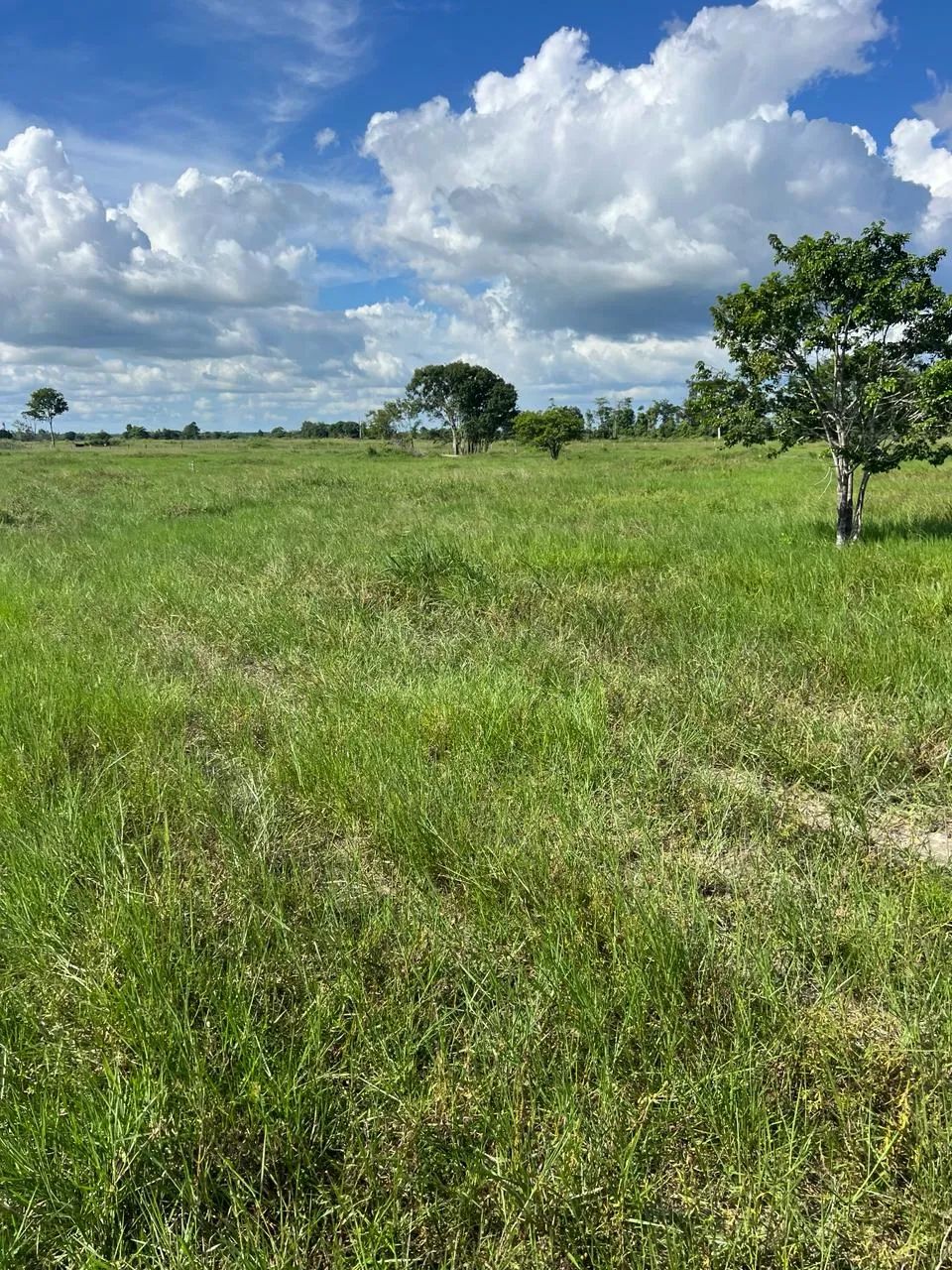 Fazenda de gado para venda com 154,8 hectares em Ipixuna do Pará - Foto 2