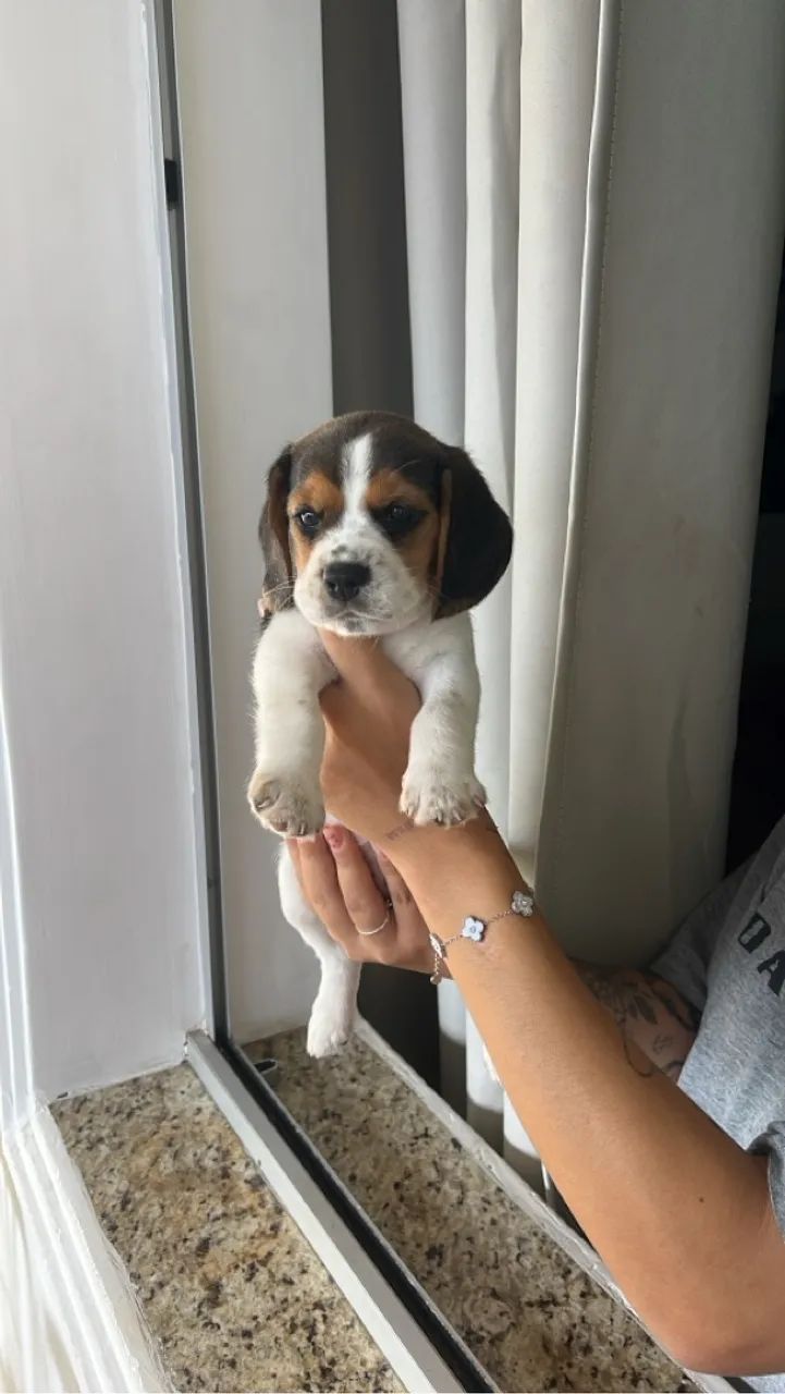 Filhote Beagle - Foto 2