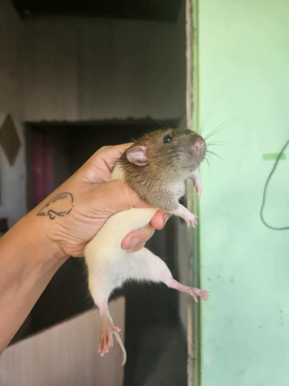 Ratinhos de estimação Dumbo