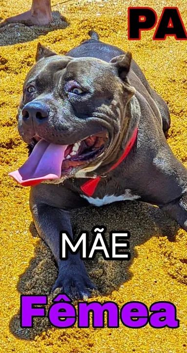 PITMONSTER REDNOSE - Foto 4