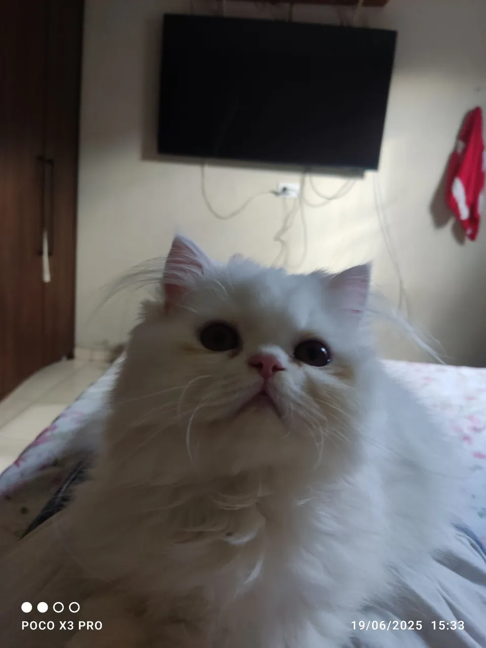 Gatinho com as 3 vacinas 1500