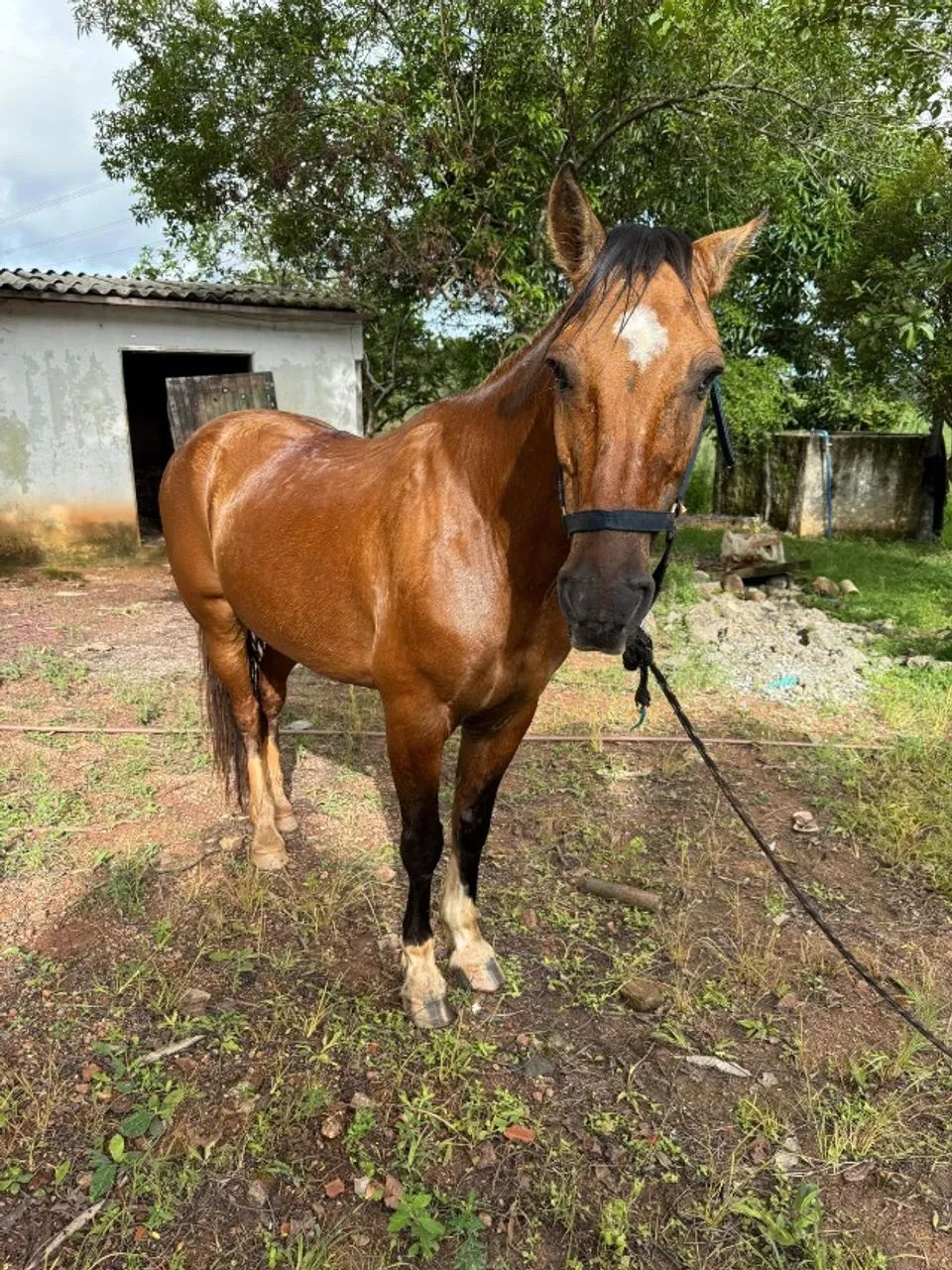 Cavalo Crioulo 